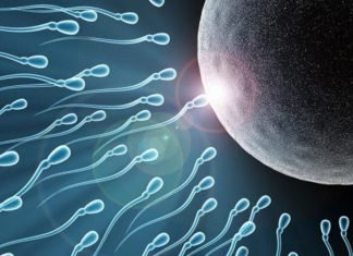 Pourquoi, moi un spermatozoïde ?