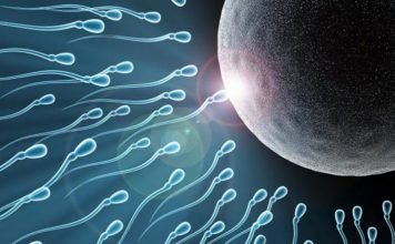 Pourquoi, moi un spermatozoïde ?